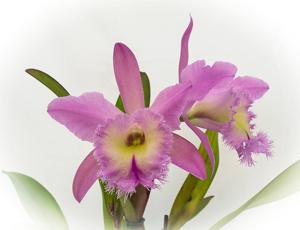 Rhyncholaeliocattleya Nestor