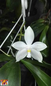 Phalaenopsis Tzu Chiang Tetralitz