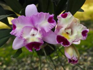 Cattleya Pink Spice