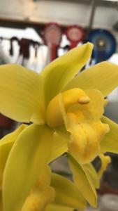 Cymbidium Golden Elf