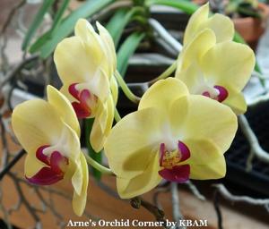 <i>Phalaenopsis</i> Taida Sunflower Boy
