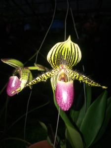 Paphiopedilum Vanguard