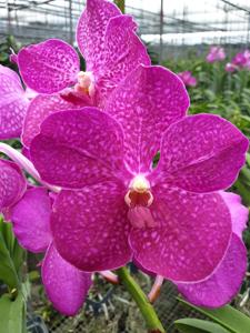 Vanda Modupe Alakija