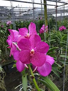 Vanda Modupe Alakija