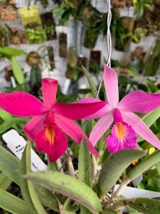 Brassocattleya nodosa-Red Angel