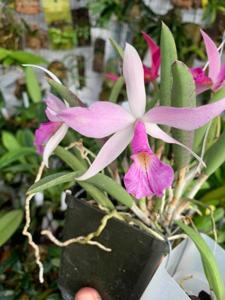 Brassocattleya nodosa-Red Angel