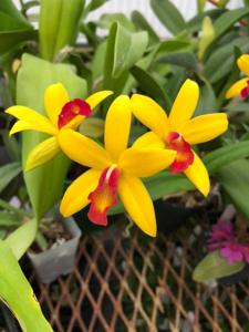 Cattlianthe Blazing Sun