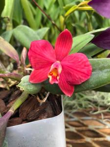 Cattleya Psyche-wittigiana