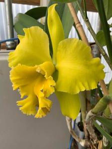 Rhyncholaeliocattleya Kat Green Power