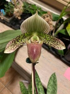 Paphiopedilum Jeweled Moon