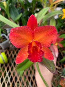 Rhyncholaeliocattleya Blast Furnace