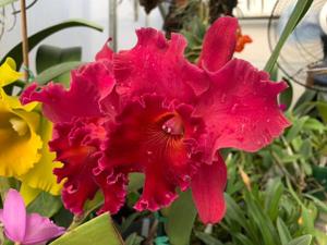 Rhyncholaeliocattleya Volcano Lovely