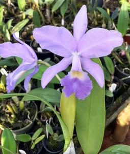 Cattlianthe Aurora's Mossingeana