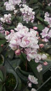 Phalaenopsis Jiaho's Pink Girl