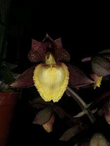 Catasetum Ryan Harrington