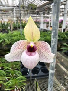 Paphiopedilum Lynleigh Koopowitz