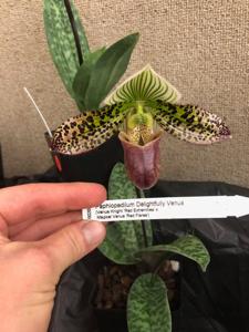 Paphiopedilum Delightfully Venus