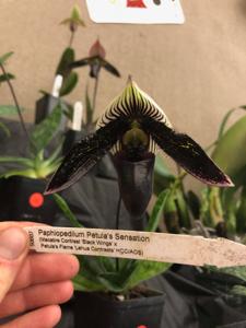 Paphiopedilum Petula's Sensation