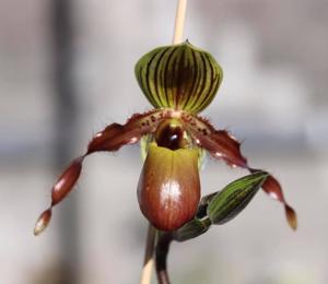 Paphiopedilum Honey