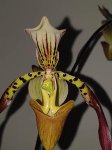 Paphiopedilum Berenice