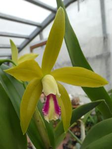 Cattleya Fredis J. Refunjol