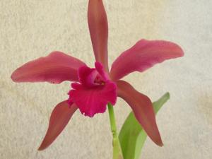 Cattleya Cruella