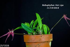 Bulbophyllum Hot Lips