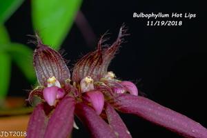 Bulbophyllum Hot Lips