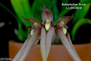 Bulbophyllum Icicles