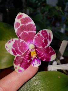 Phalaenopsis Zheng Min Panther