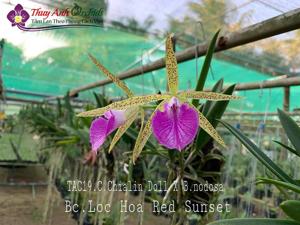 Brassocattleya Loc Hoa Red Sunset