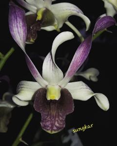 Dendrobium Kahlin Wee