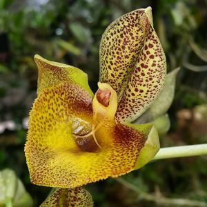Catasetum Mary Spencer