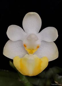 Phalaenopsis Chienlung Cute Lobi