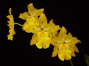 Oncidium Mayfair