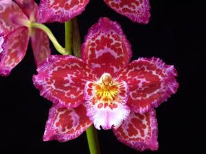 Oncidium Memoria Kendrick Williams