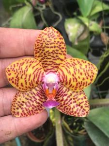 Phalaenopsis Budi Linuhung