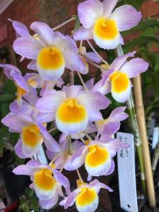 Dendrobium Mousmee