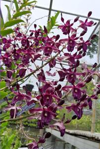 Dendrobium Tosons