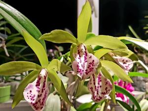 Brassocattleya Binosa