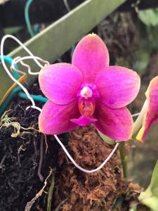 Phalaenopsis Zheng Min Peach