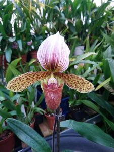 Paphiopedilum Sue Worth