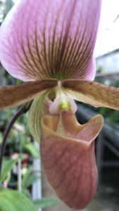 Paphiopedilum Merlot de L'Amazone