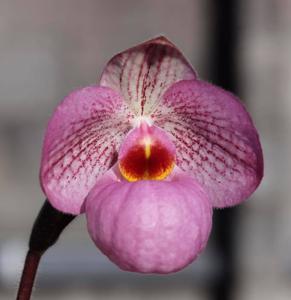 Paphiopedilum Magic Lantern