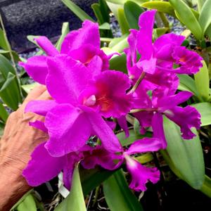 Cattlianthe Royal Beauty