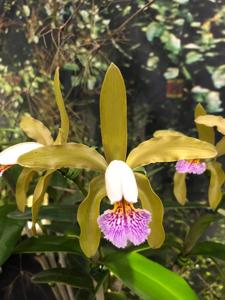 Cattleya Priscilla Ward