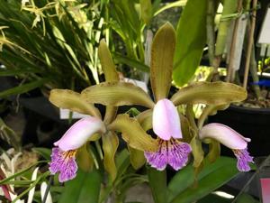 Cattleya Priscilla Ward