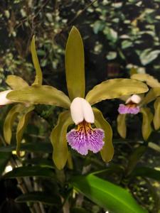 Cattleya Priscilla Ward