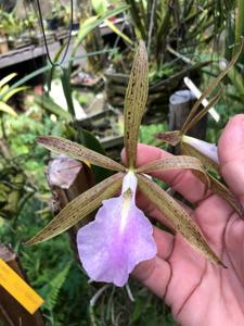 Brassocattleya Alpha Hippo