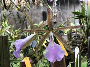 Brassocattleya Alpha Hippo